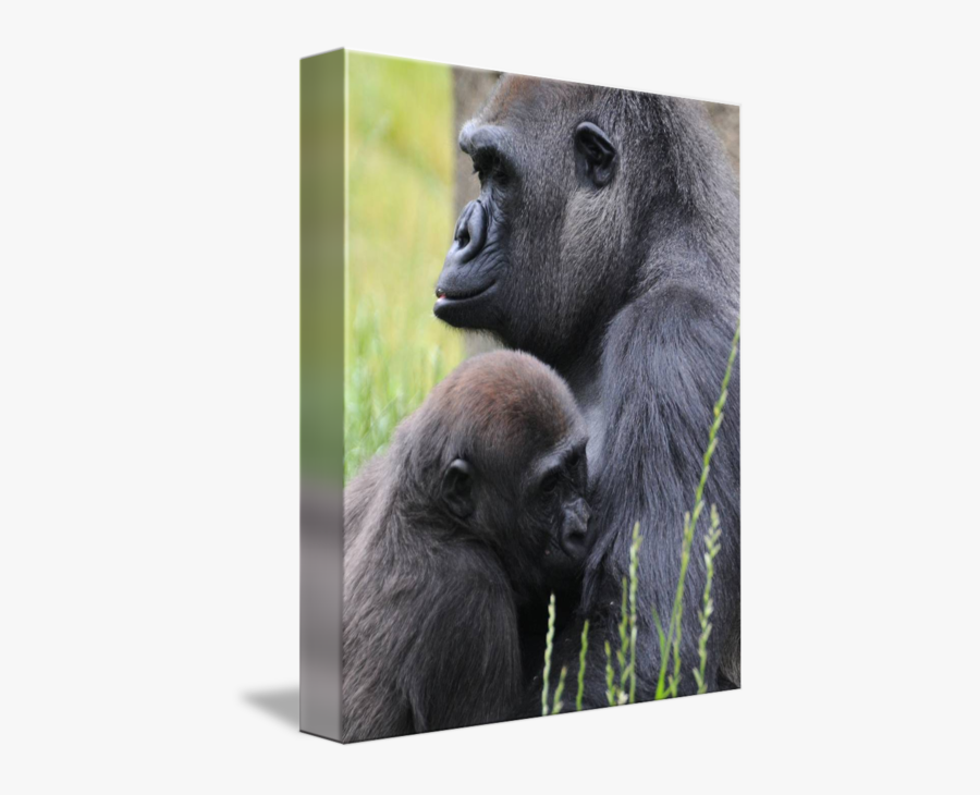 Clip Art Pictures Of Silverback Gorillas - Western Lowland Gorilla, Transparent Clipart