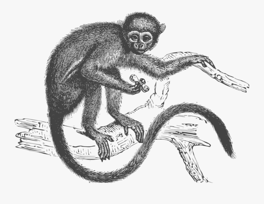 Drawing,spider Monkey,primate - Aap Tekeningen Aan Een Tak, Transparent Clipart