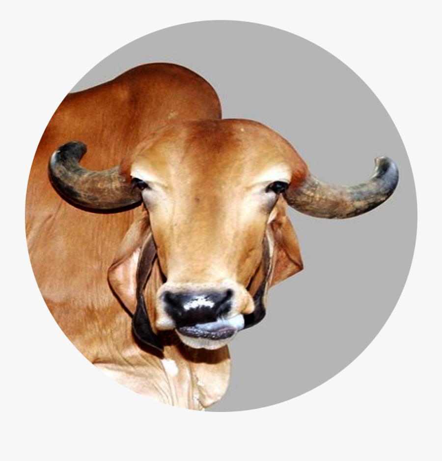 Ox Clipart Gir Cow - Gir Cow, Transparent Clipart