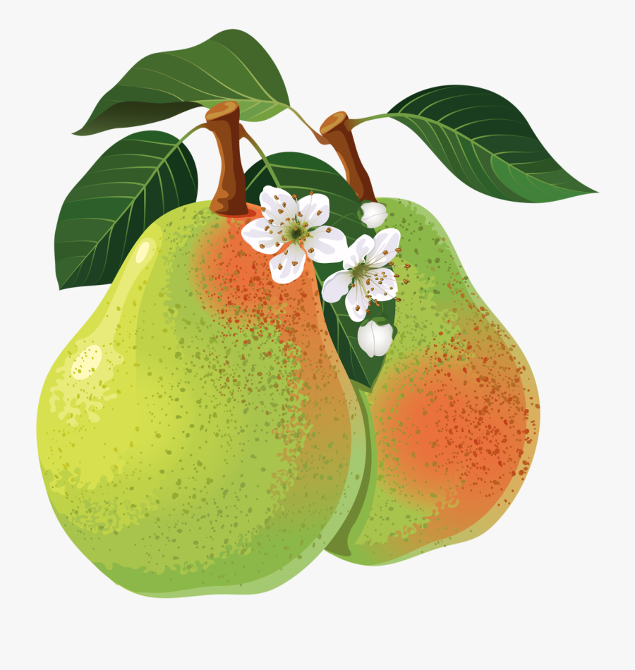 Pear , Transparent Cartoons - Pear, Transparent Clipart