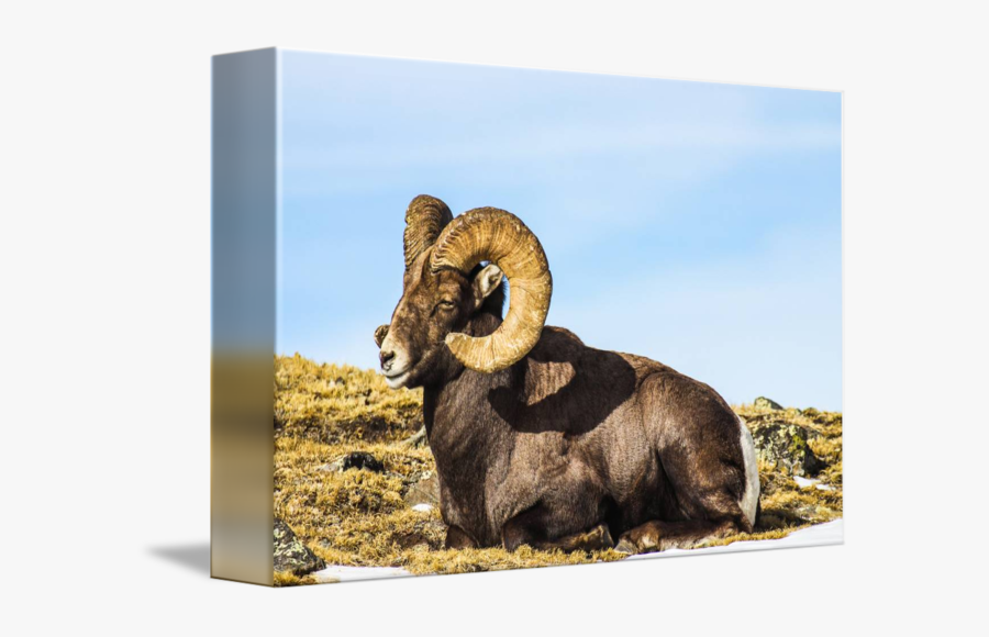 Clip Art Rocky Mountain Ram - Bighorn, Transparent Clipart