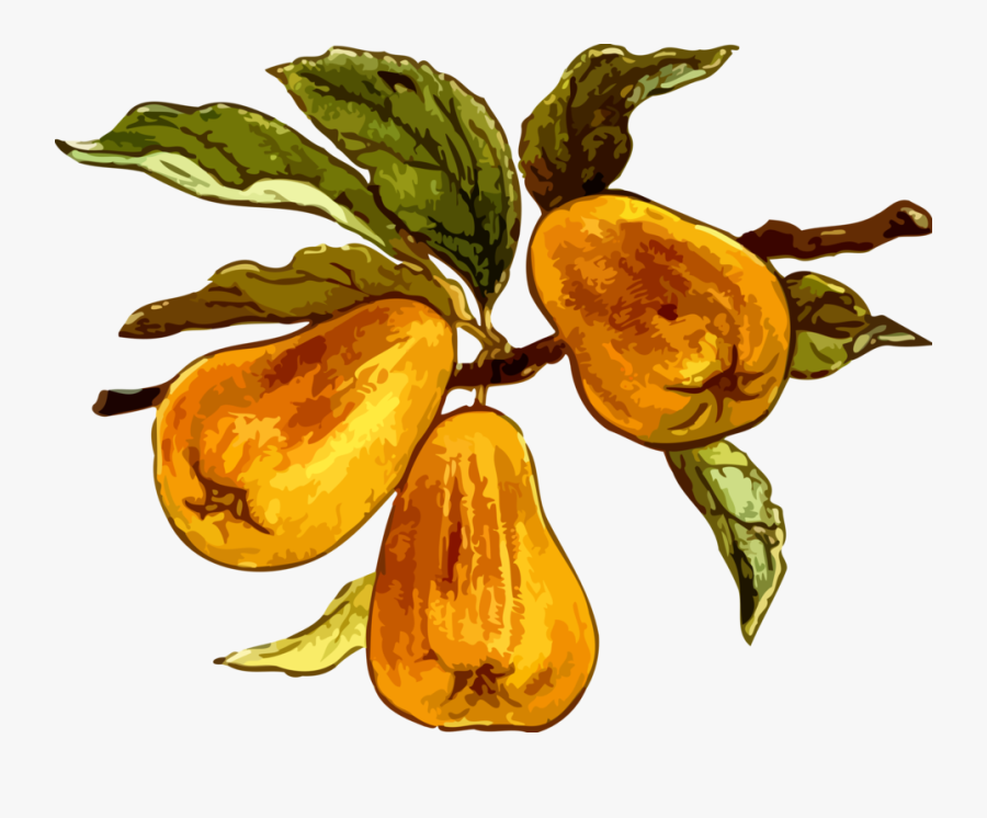 Plant,commodity,food - Pear, Transparent Clipart