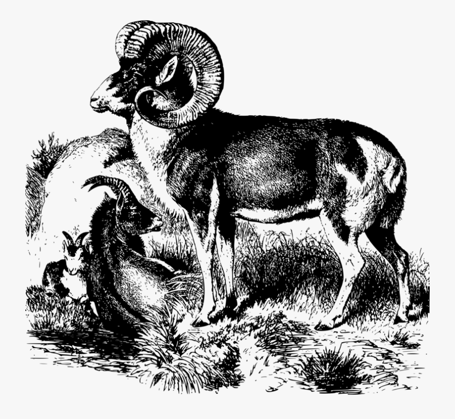 Sheep,wildlife,livestock - Cừu Marco Polo, Transparent Clipart