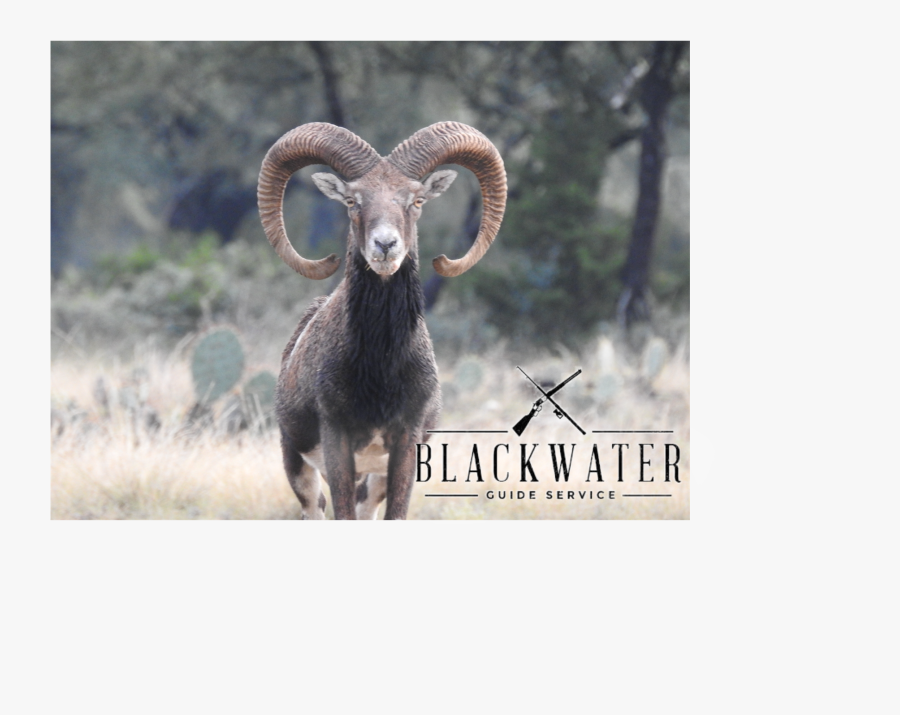Clip Art European Mouflon - Argali, Transparent Clipart