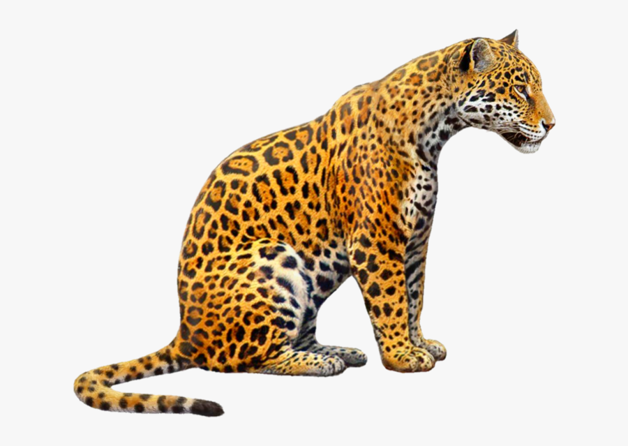 #jaguar #jagger #jaguars #tiger #tigers #cat #zoo #animals - Jaguar Png, Transparent Clipart
