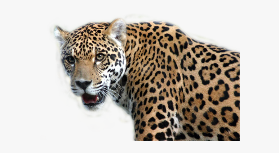 Freetoedit Jaguar - Tropical Rainforest Region Animals, Transparent Clipart