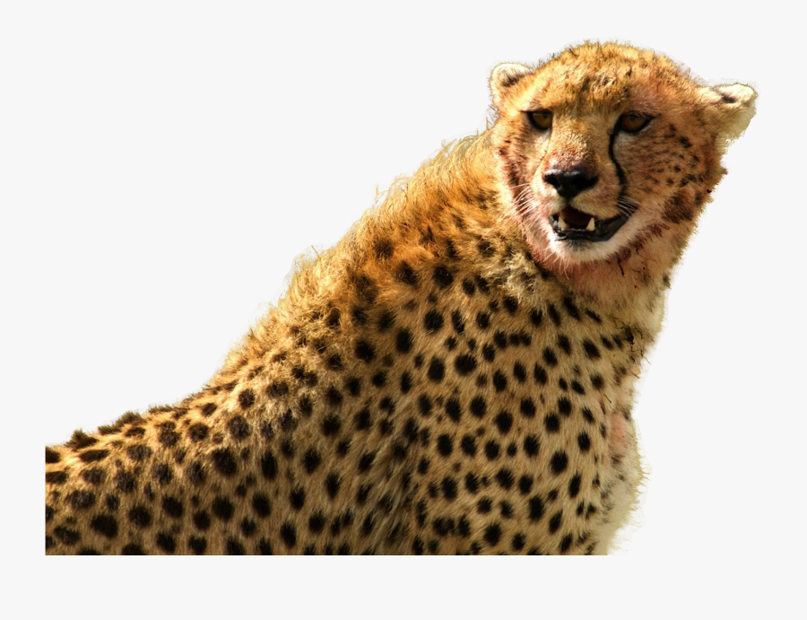 Cheetah Png Image Purepng - Cheetah Png High Resolution, Transparent Clipart