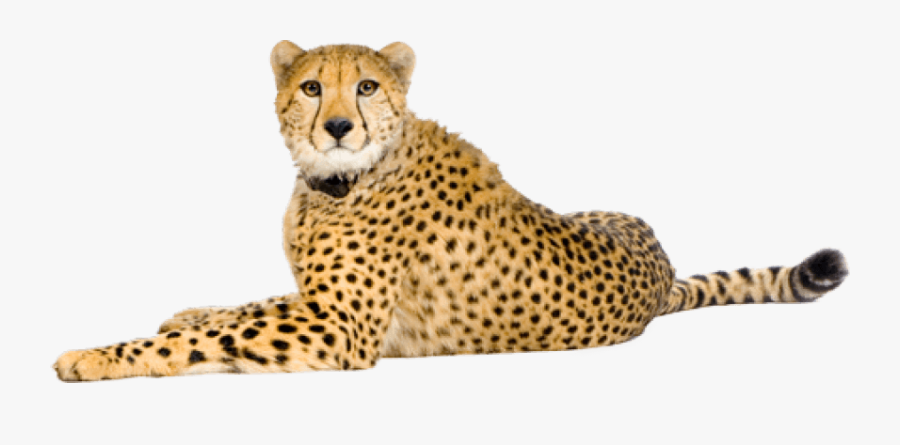 Clip Art Cheetah Png Free Images - Cheetah Png, Transparent Clipart