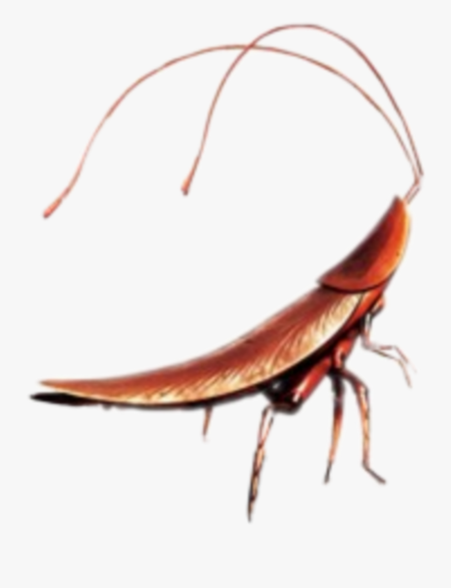 #cockroach #walle #cute - Cockroach Walle, Transparent Clipart