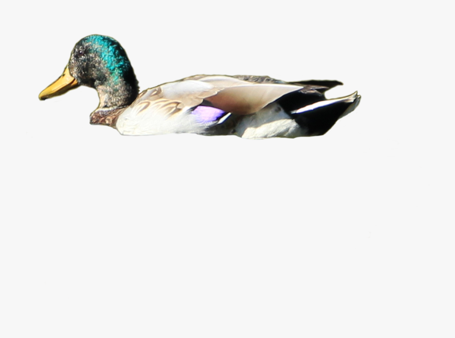 Png Ducks Swimming Transparent Ducks Swimming Images - Duck Swimming Png, Transparent Clipart