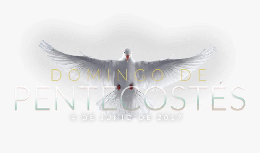 Bufflehead, Transparent Clipart