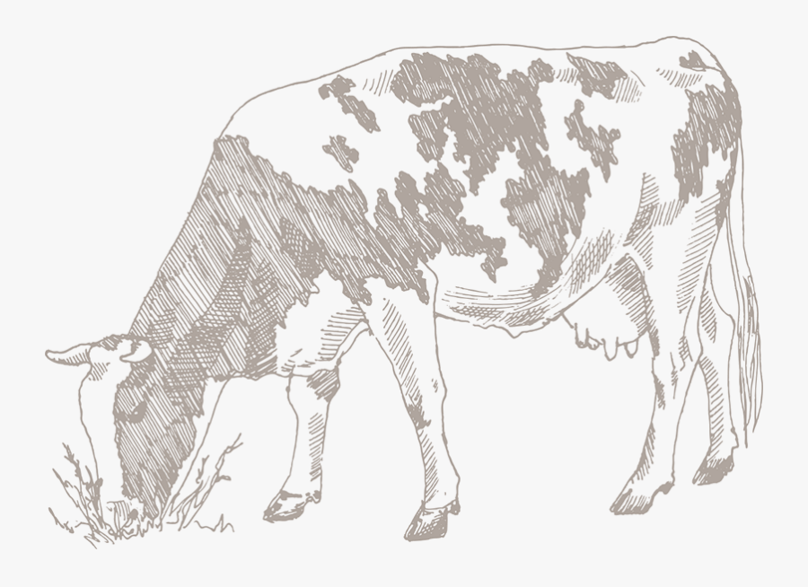 Why Vipure - Art Of Cow Eating Plastic, Transparent Clipart