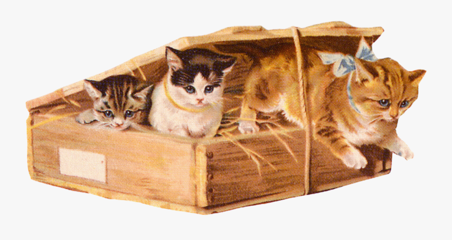 Kit Scrapbooking Clipart Et Png - European Shorthair, Transparent Clipart