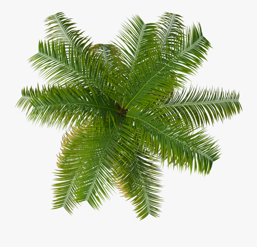 Of Coconut Isolated On - Plant Top View Png, Transparent Clipart