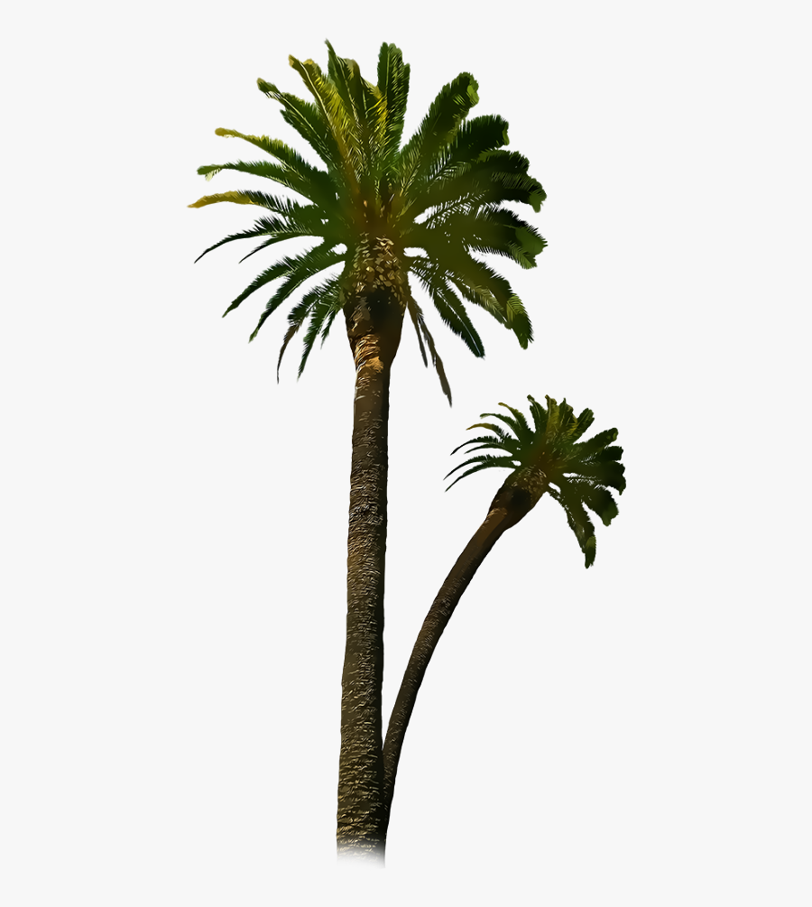 Royal Palm Tree Png - الدعاء سلاح المؤمن, Transparent Clipart