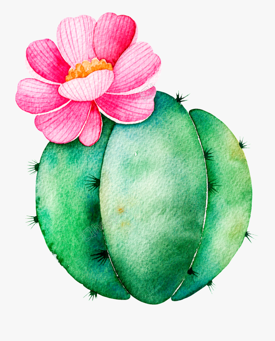 Spherical Cactus Cartoon Transparent - Transparent Succulent Clipart