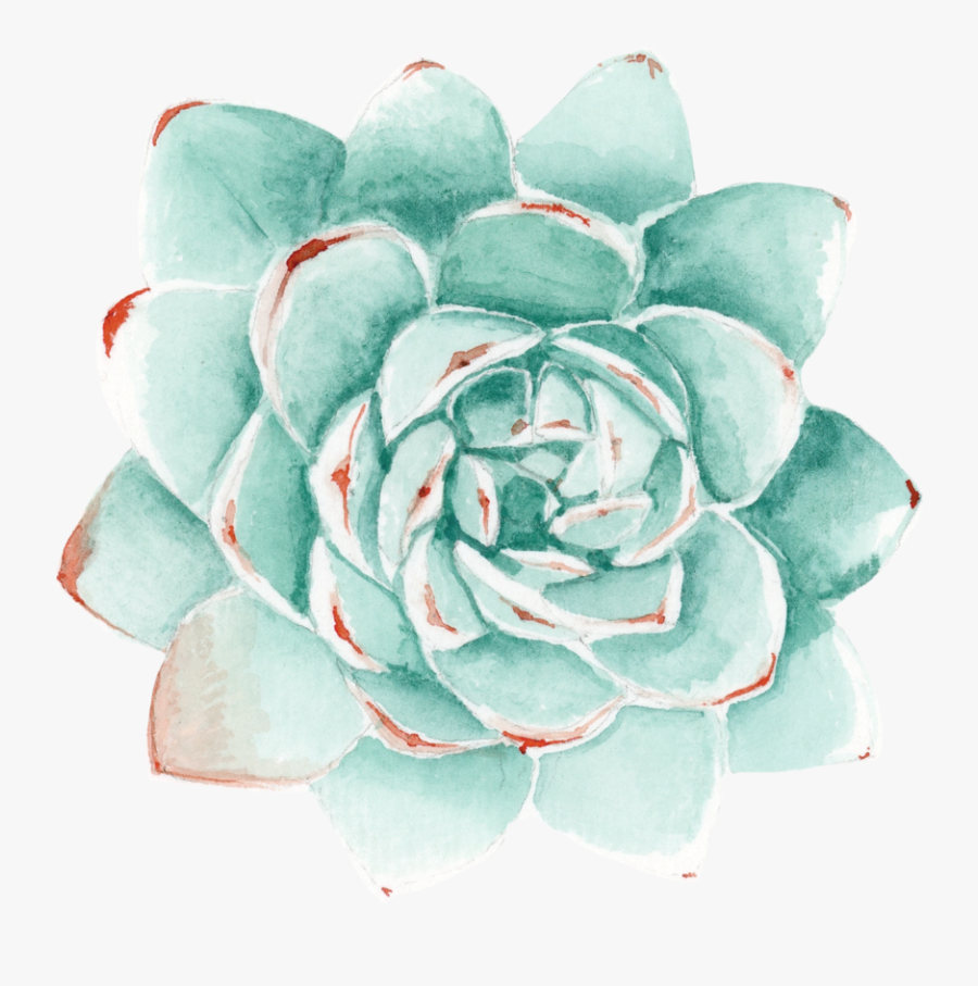 Succulent - White Mexican Rose, Transparent Clipart