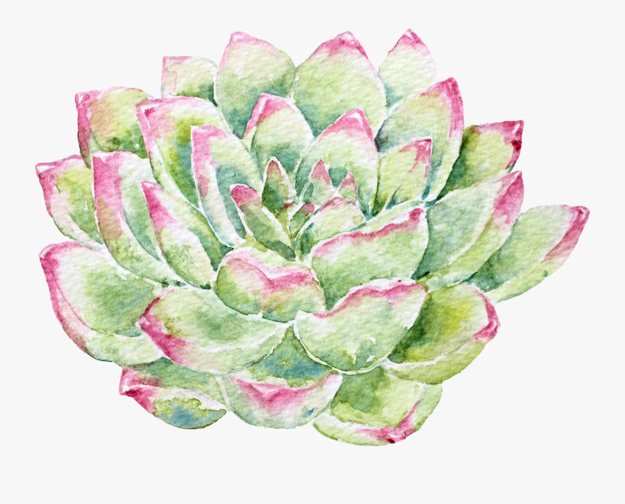 White Mexican Rose, Transparent Clipart