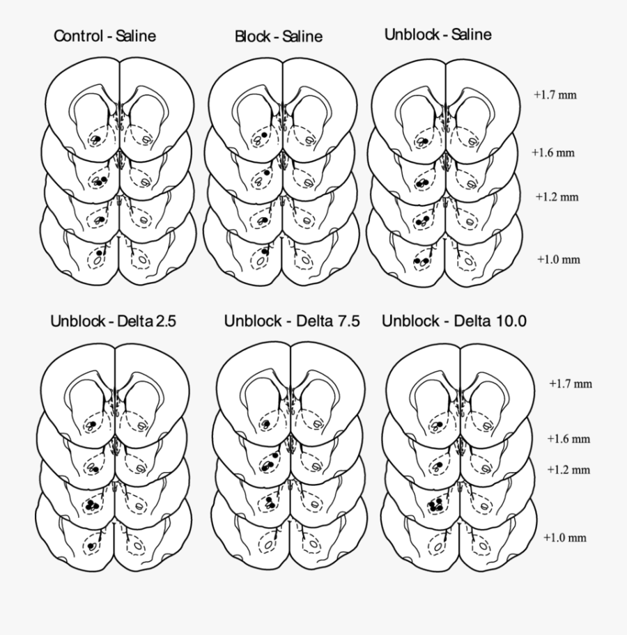 Clipart Rat Neurobiology - Circle, Transparent Clipart
