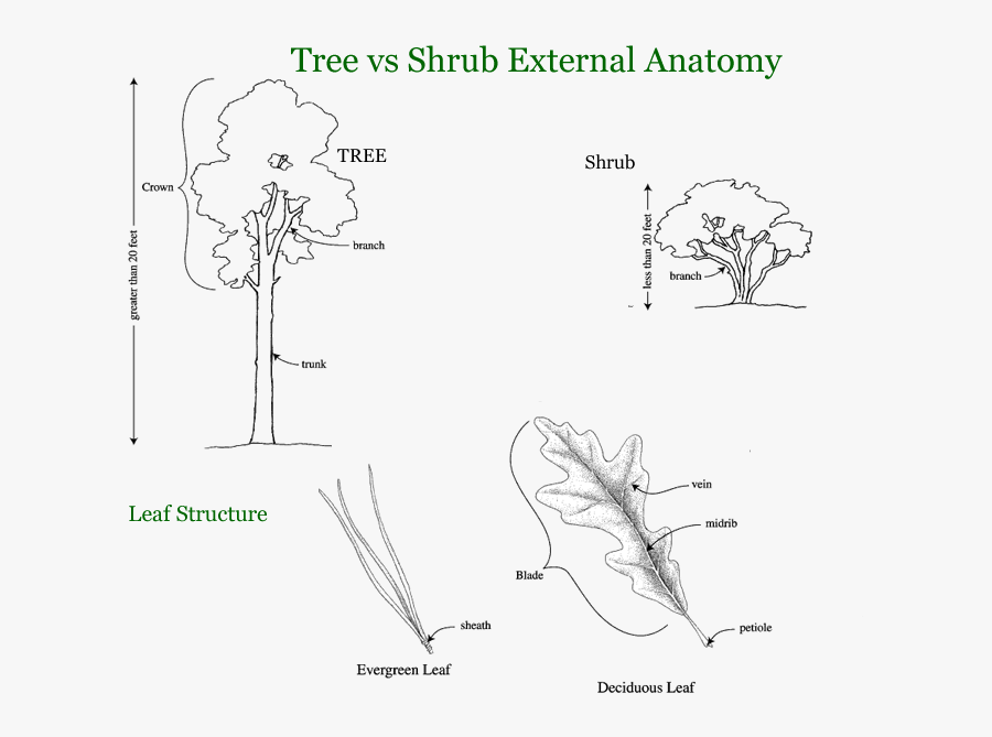 Tree Vines Png -trees, Shrubs, And Vines - Trees Shrubs And Vines, Transparent Clipart