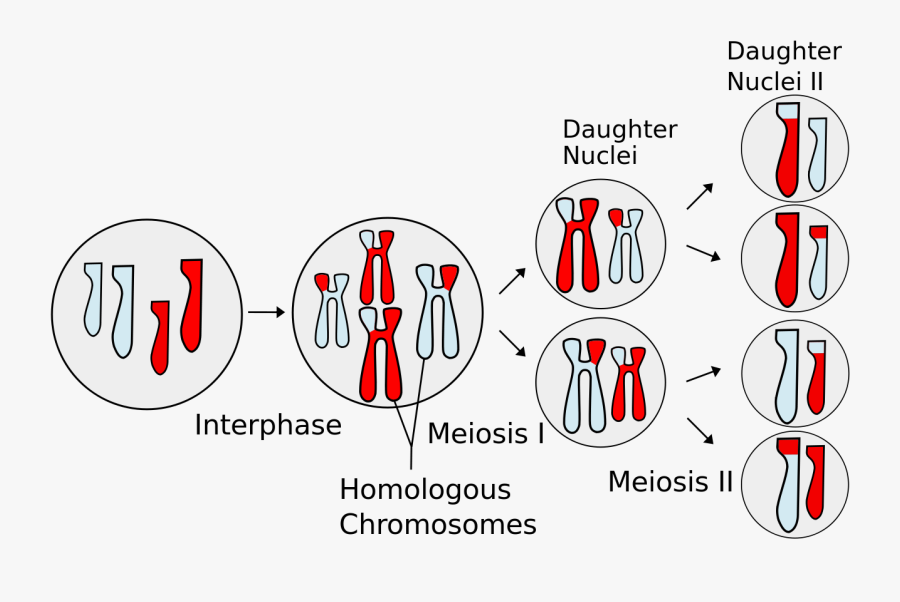 Meiosis Science, Transparent Clipart