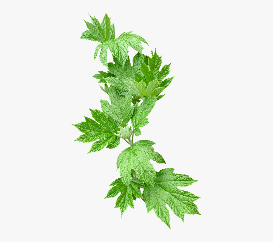 Greenery Png, Transparent Clipart
