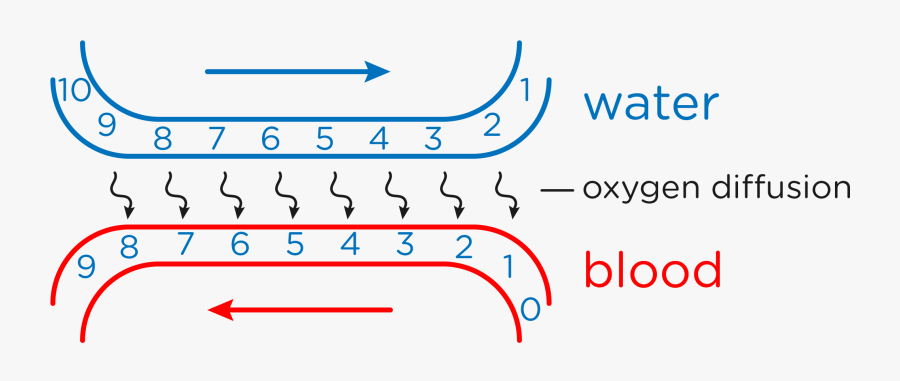 Picture - Countercurrent Flow In Fish, Transparent Clipart