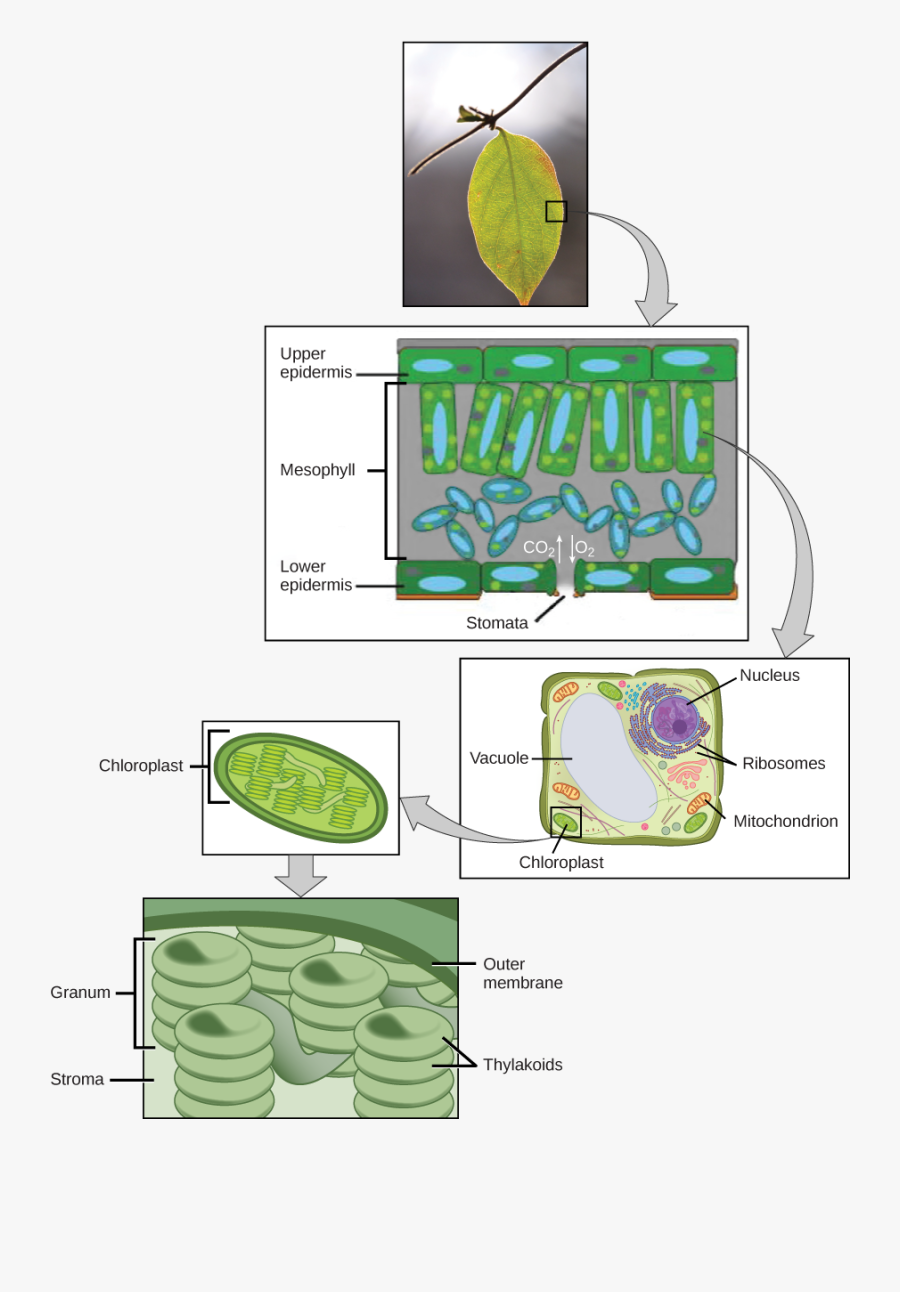 Structures Of Photosynthesis Diagrams, Transparent Clipart