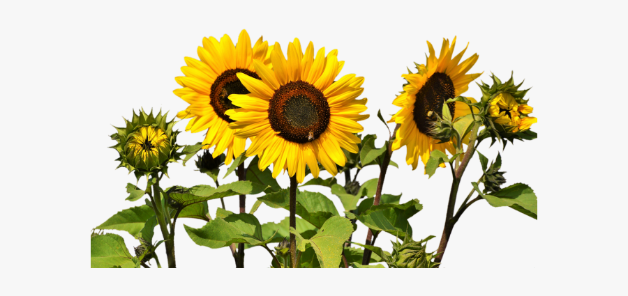 Yellow Flower Clipart Tall Sunflower - Sunflowers Png, Transparent Clipart