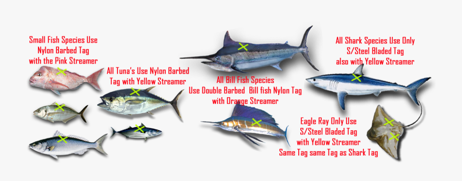 Transparent Marlin Fish Png - Eagel Ray Fish Diagram, Transparent Clipart