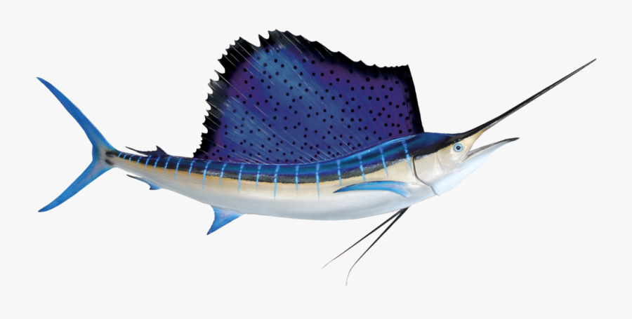 The Catch Deep Blue - Atlantic Sailfish, Transparent Clipart