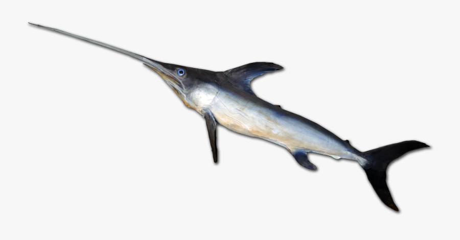 Atlantic Blue Marlin - Swordfish, Transparent Clipart