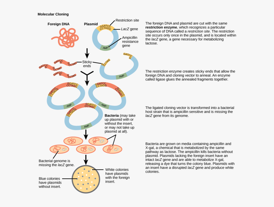 Transparent Molecular Biology Clipart - Gene Cloning And Pcr, Transparent Clipart