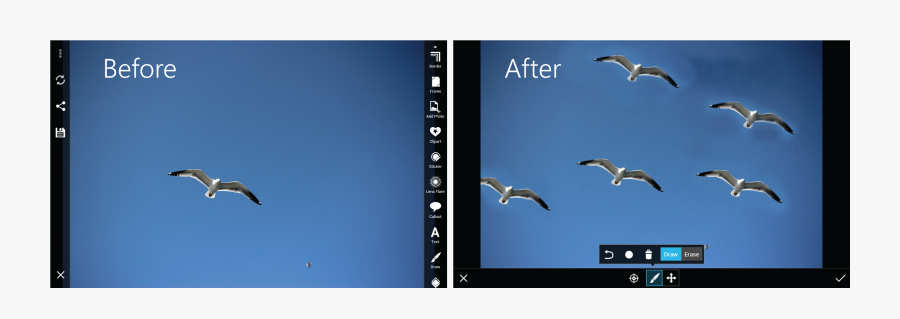 European Herring Gull, Transparent Clipart