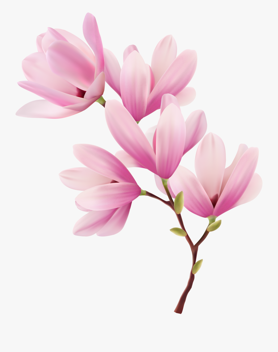 Magnolia Clipart Spring, Transparent Clipart