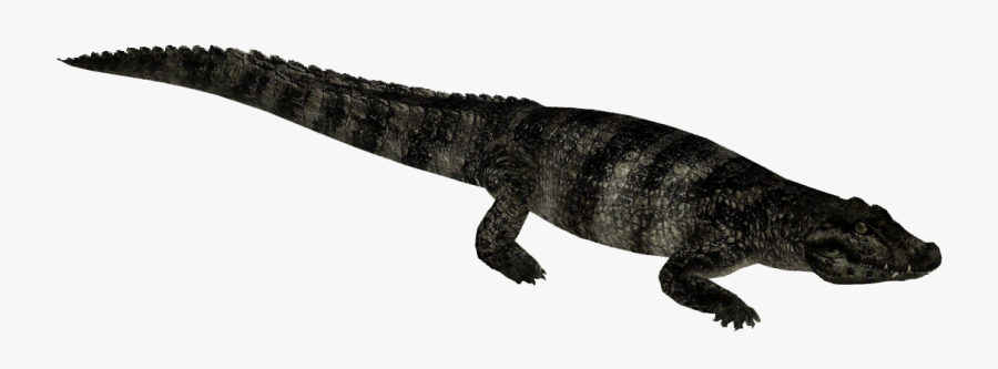 Whalebite Zt Download Library - Zoo Tycoon 2 Alligator Chinese, Transparent Clipart