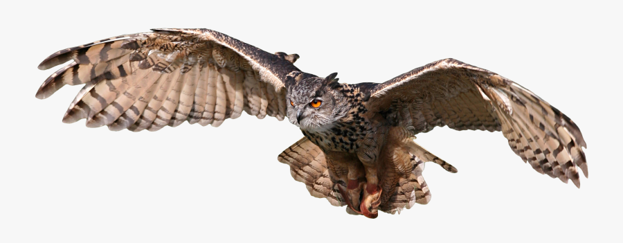 Harry Potter Owl Flying, Transparent Clipart