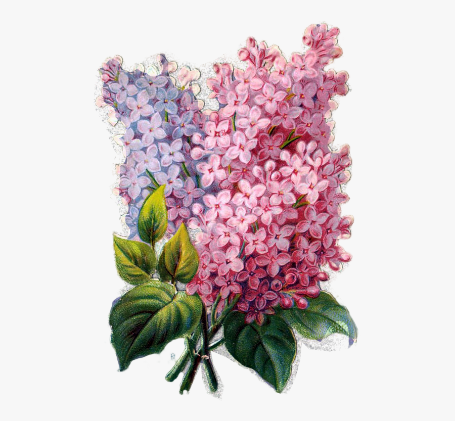 Mayflower Clipart Colorful Flower - Decoupage, Transparent Clipart