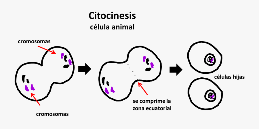 Mitosis, Profase, Metafase, Anafase, Telofase, Citocinesis - Citocinesis, Transparent Clipart