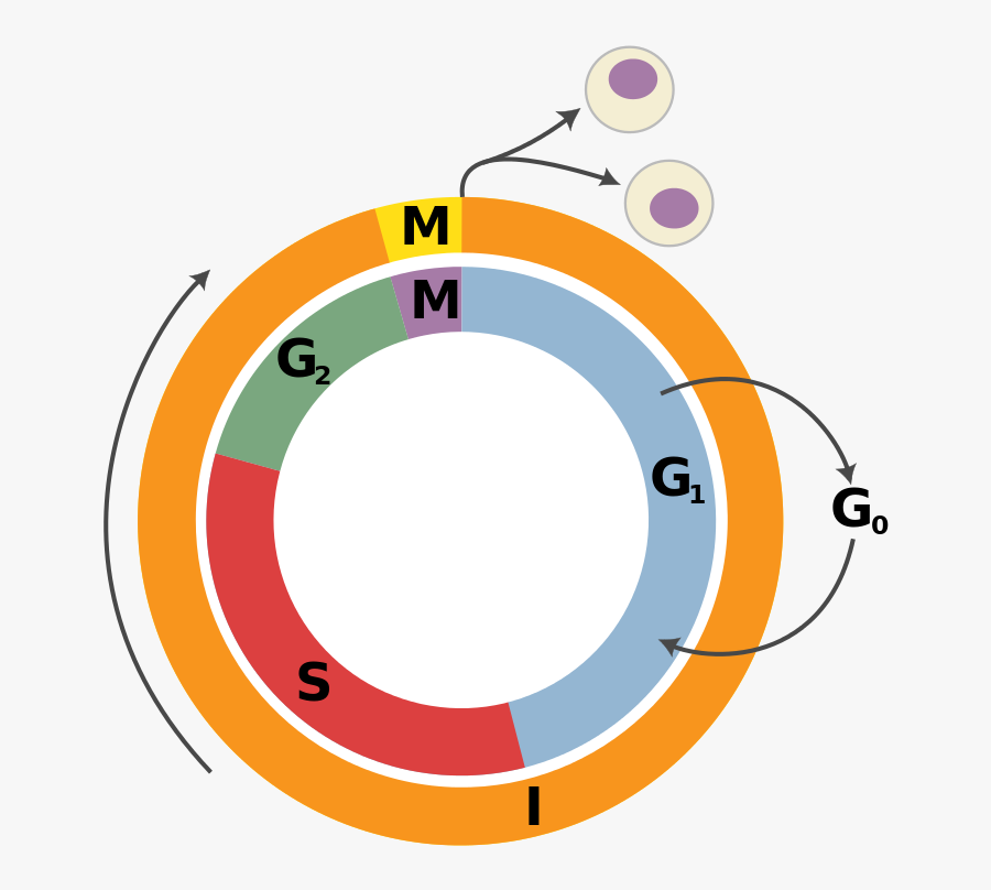 232 × 240 Pixels - Cell Cycle, Transparent Clipart