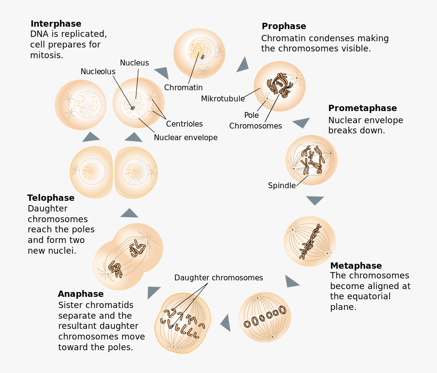 Transparent Anaphase Clipart - Between Prophase And Metaphase, Transparent Clipart