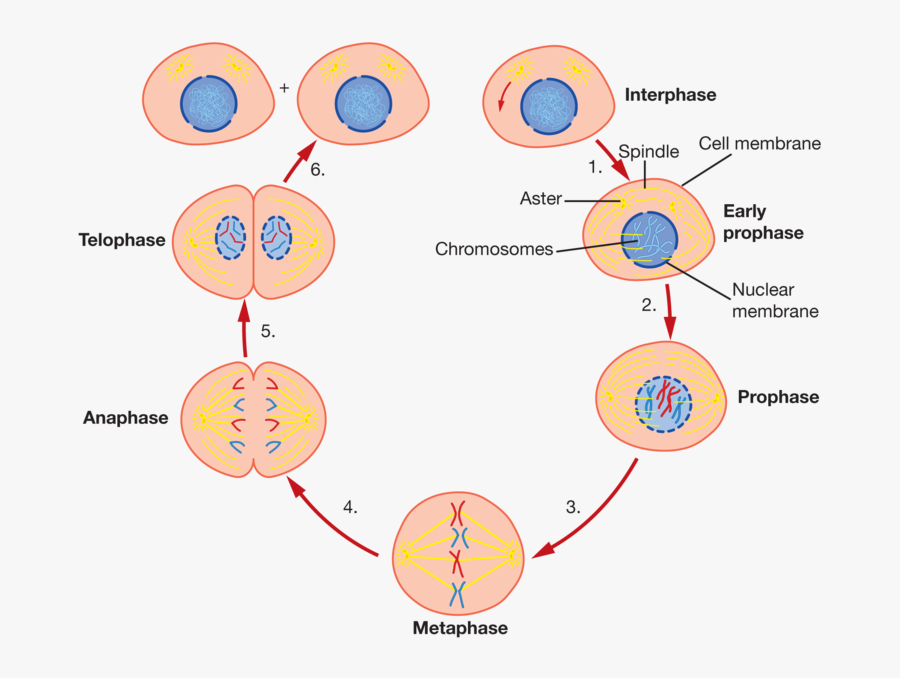 Clip Black And White Library Cell Activities Ck Foundation - Cytoplasm In Mitosis, Transparent Clipart