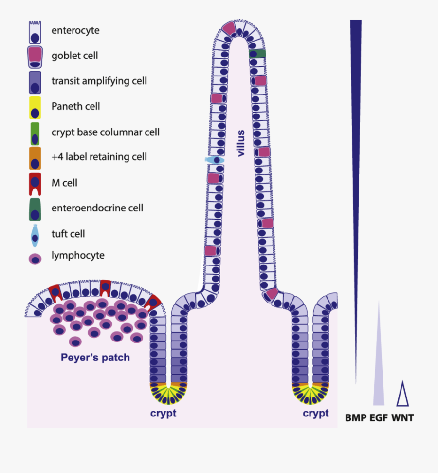 Clipart Library Download Organization And Types Of - Intestinal Epithelium Cell Types, Transparent Clipart