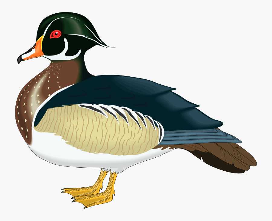 Bird 57 Free Vector - Wood Duck Clipart, Transparent Clipart