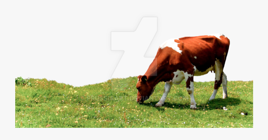 Transparent Pasture Clipart - Cows Grazing Png, Transparent Clipart