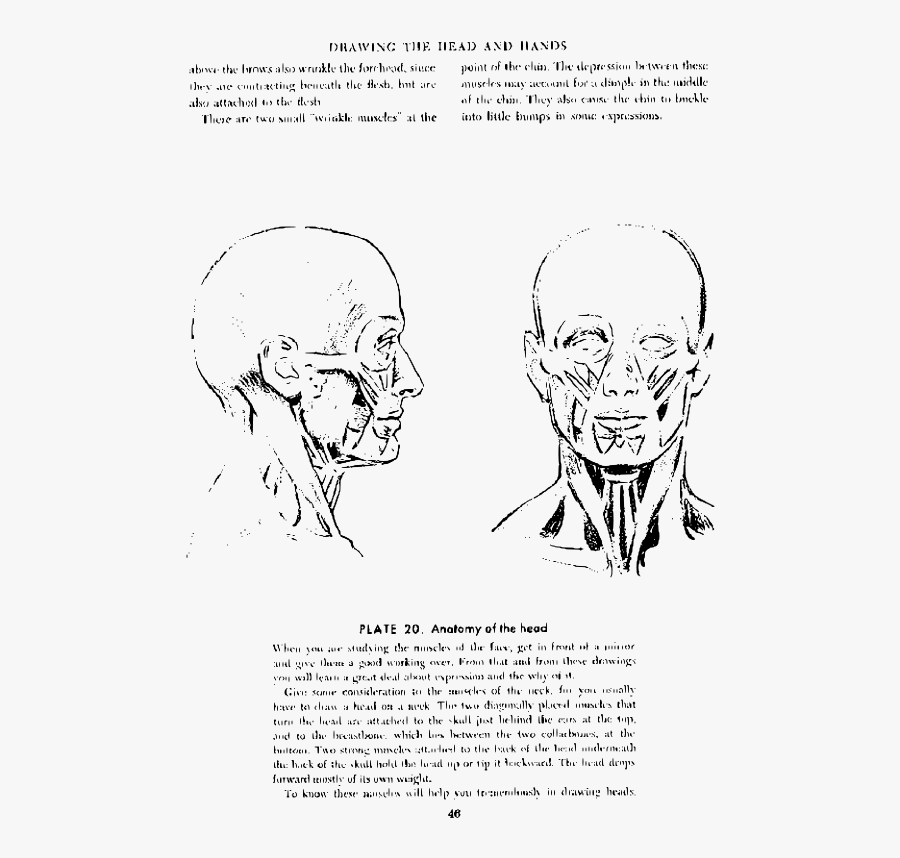 Andrew Loomis Drawing The Head And Hands 41 - Andrew Loomis Anatomy Drawing, Transparent Clipart