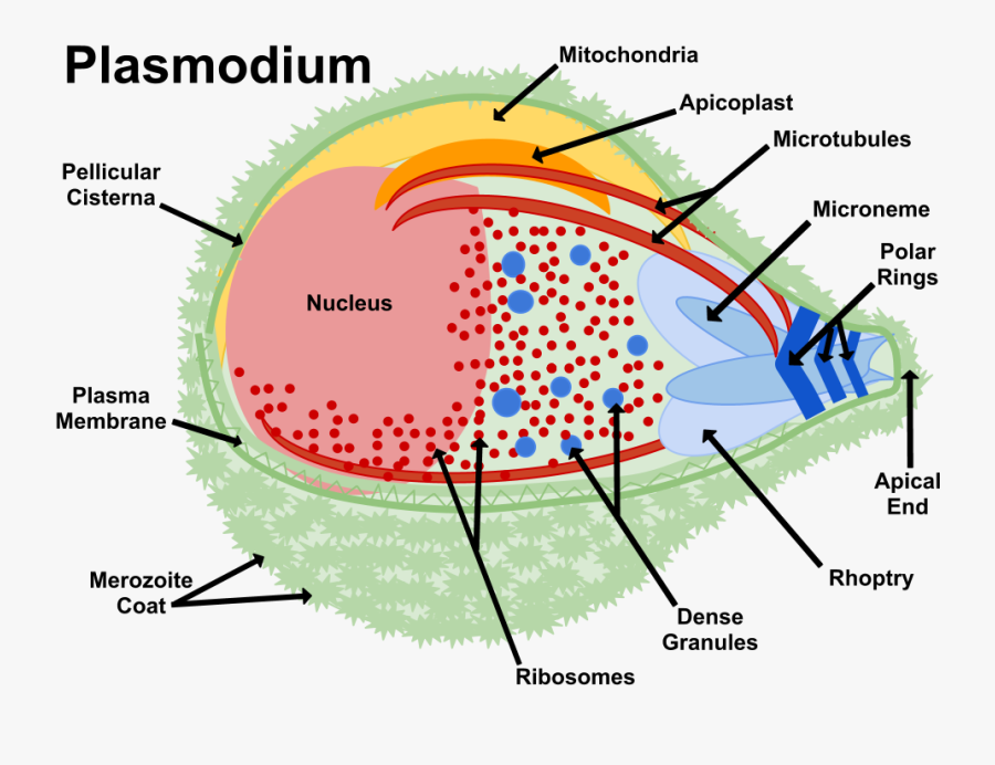 Conex�o Jovem Da Biologia - Structure Of Malaria, Transparent Clipart