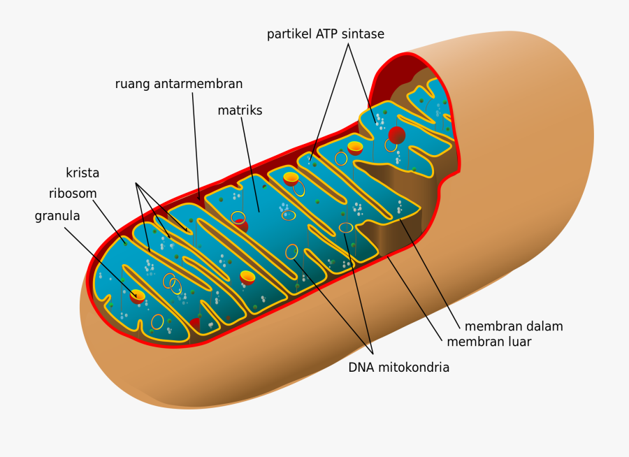 Sel - Dna In Mitochondria, Transparent Clipart