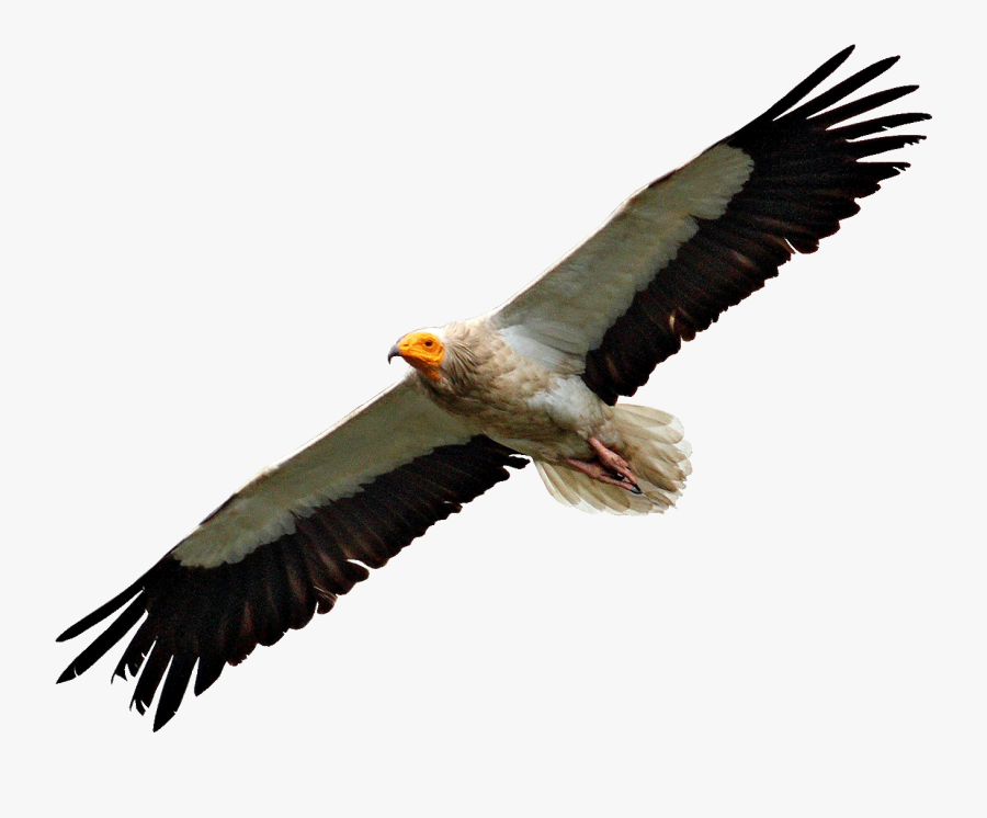 Egyptian Vulture Flying - Vultures Png, Transparent Clipart
