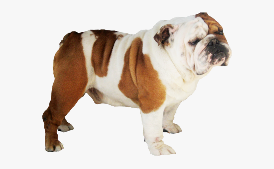 Bulldog Png, Transparent Clipart
